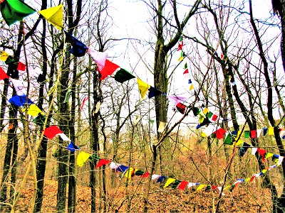 forest of Spring prayers photo