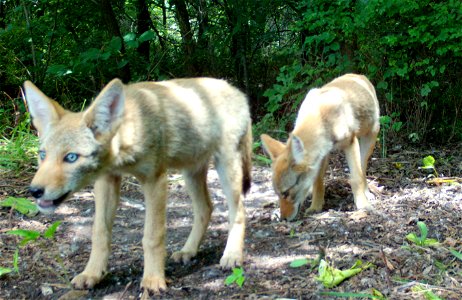 Coyote pups photo