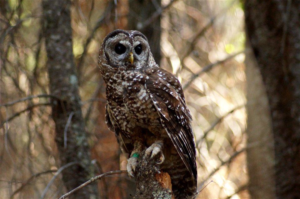 California spotted owl, 2018