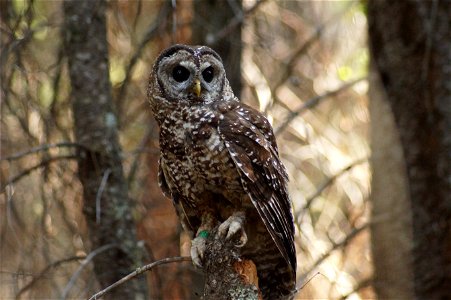 California spotted owl, 2018 photo