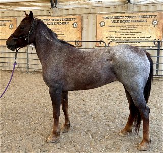R roan l 2