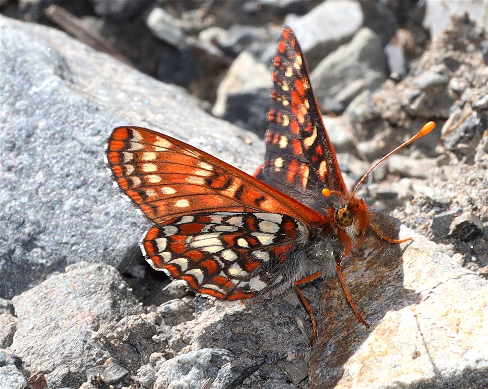 CHECKERSPOT, ANICIA (Euphydryas anicia) (07-19-2022) hart mt pass, okanogan co, wa -01