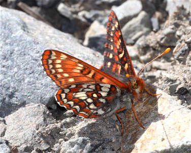 CHECKERSPOT, ANICIA (Euphydryas anicia) (07-19-2022) hart mt pass, okanogan co, wa -01