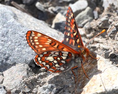 CHECKERSPOT, ANICIA (Euphydryas anicia) (07-19-2022) hart mt pass, okanogan co, wa -01 photo