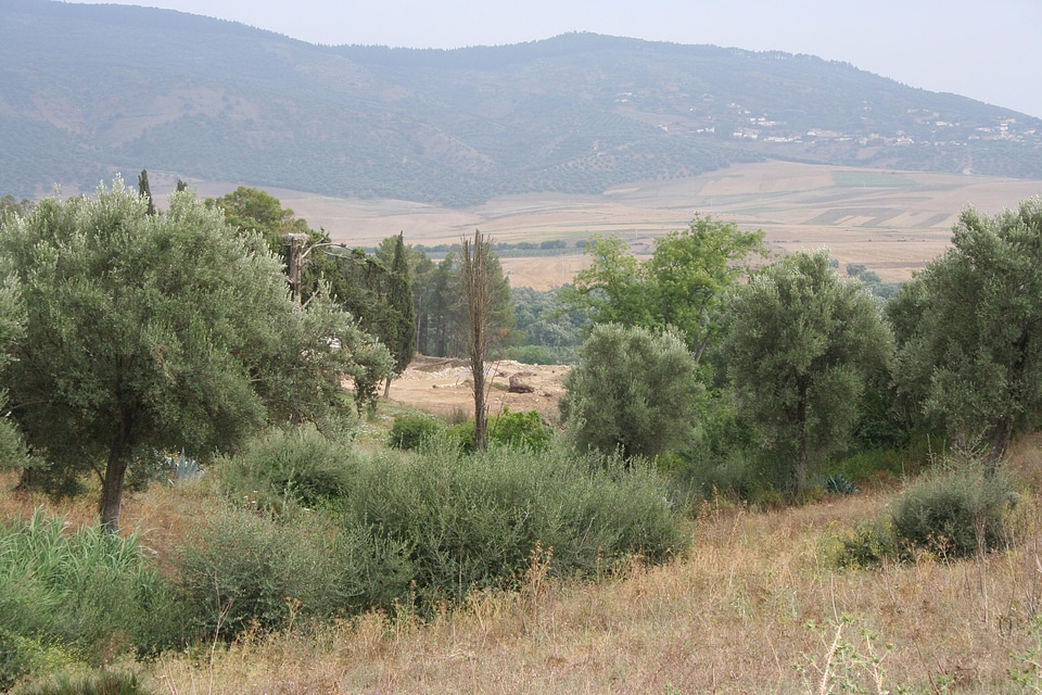 Vegetation landscape mountains