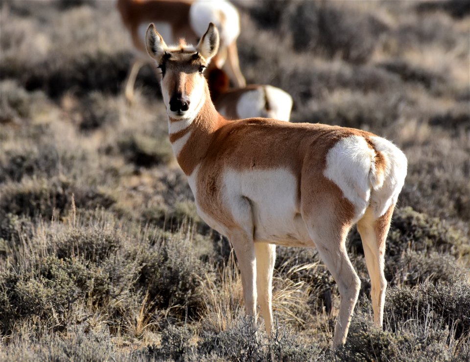 Pronghorn at Seedskadee National Wildlife Refuge