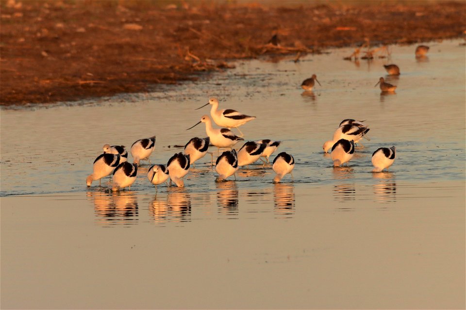 Fall Plumage American Avocets Huron Wetland Management District