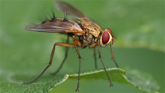 Dexiosoma canina (Raupenfliegenart, Fam. Tachinidae)