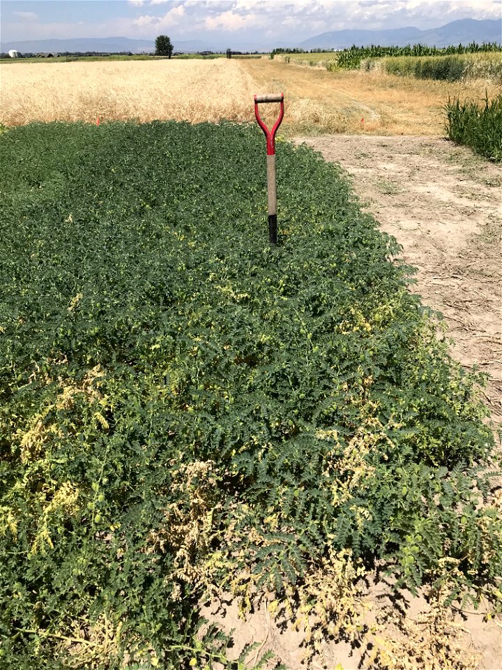 Kabuli Chickpea