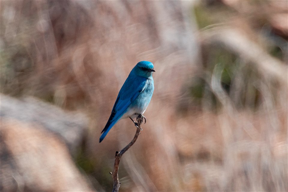 Male Mountain Bluebird