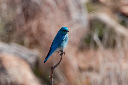 Male Mountain Bluebird photo