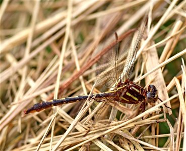CLUBTAIL, LANCET (Phanogomphus exilis) (05-23-2023) island greek walk, croatan nat forest, craven co, nc -01