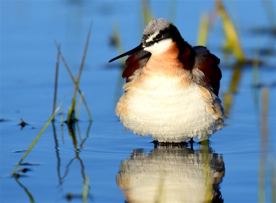 Wilson's phalarope at Seedskadee National Wildlife Refuge