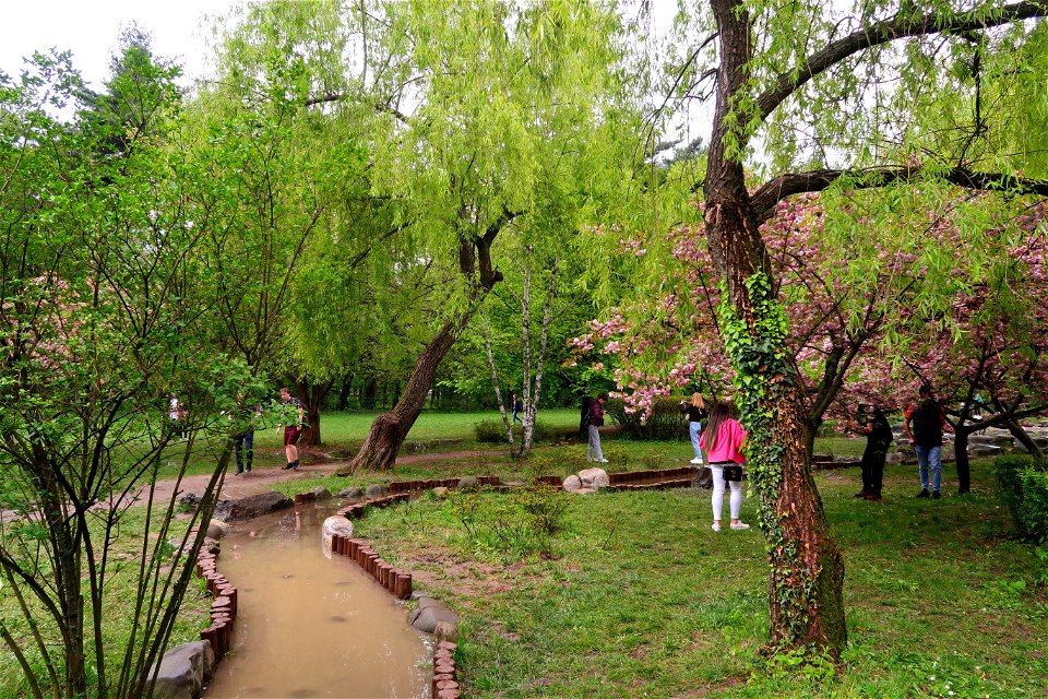 japanes_garden_rain_Herastrau (9)