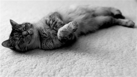 The Proverbial Cat Nap