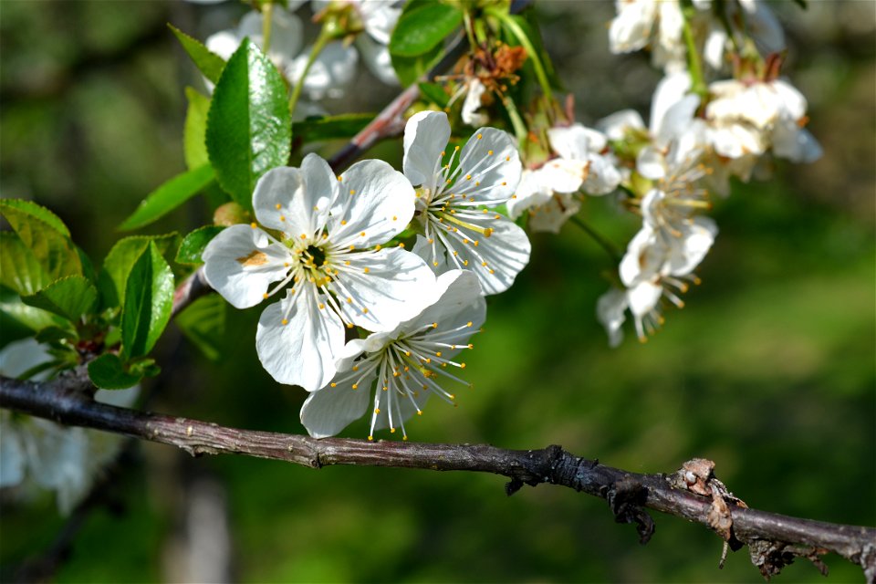 Spring ,April 2023