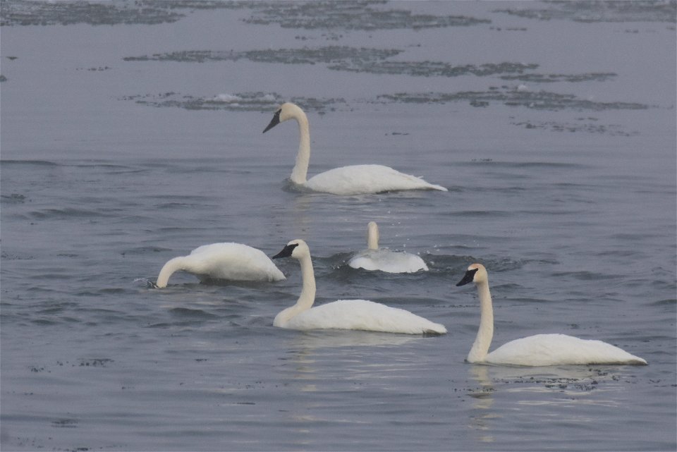 Trumpeter swan at Seedskadee National Wildlife Refuge