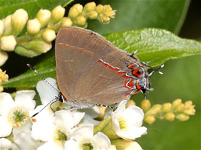 GROUNDSTREAK, DUSKY-BLUE (Calycopis isobeon) (12-20-2022) national butterfly center, mission, hidalgo co, tx -01