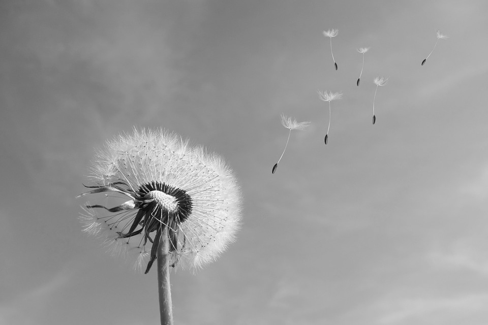 Seeds common flight sky