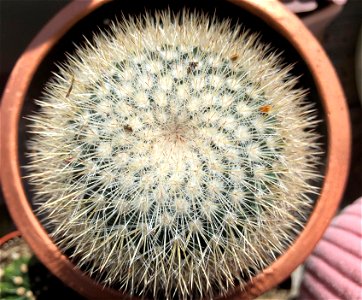 2023/365/97 Spirally Cactus