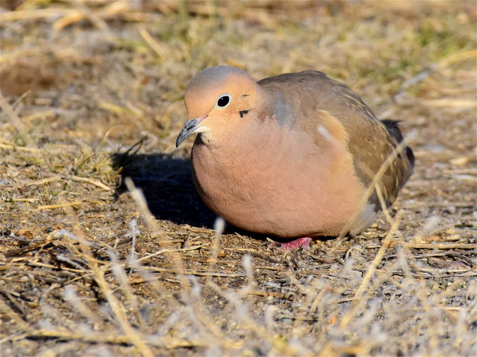 Mourning dove at Seedskadee National Wildlife Refuge