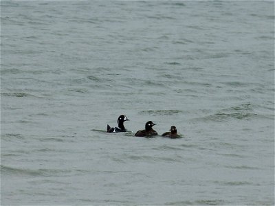 Harlequin Ducks photo