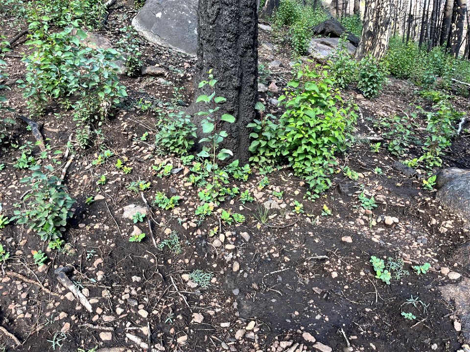 aspen regeneration in high intensity SBS lower slopes of Fremont Peak