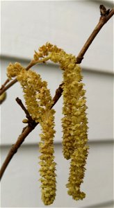 IMG_20210313_124208
