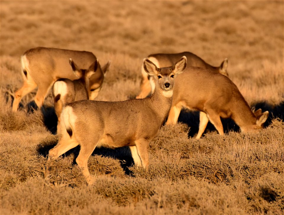 Mule deer at Seedskadee National Wildlife Refuge