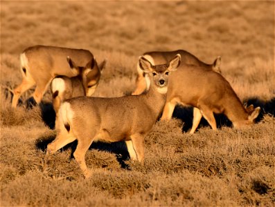 Mule deer at Seedskadee National Wildlife Refuge