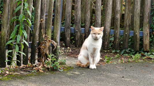 Ein pelziger Wegelagerer photo