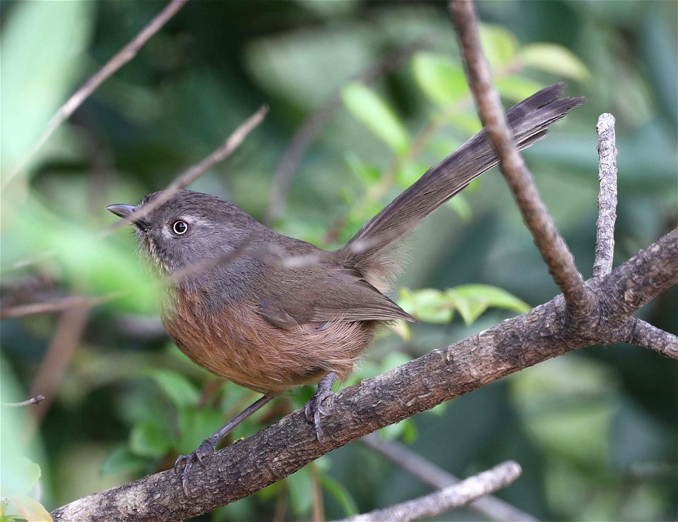 WRENTIT (06-10-2022) near gasquet, del norte co, ca -02