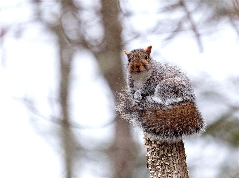 Gray Squirrel