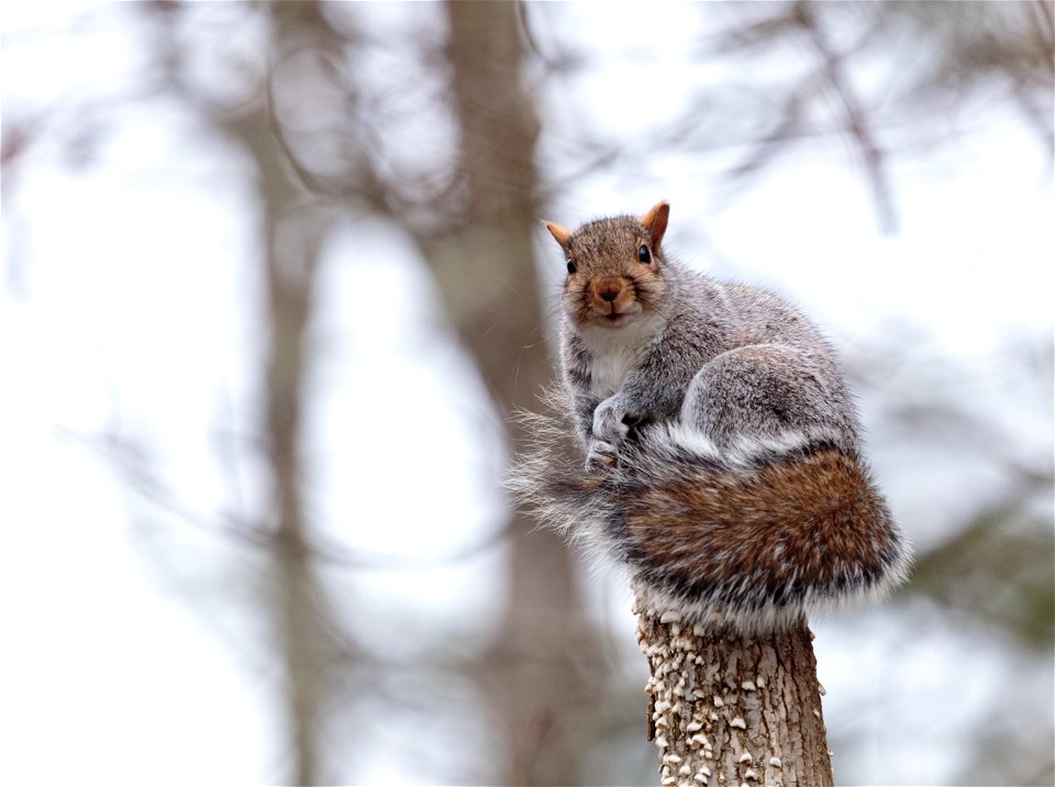 Gray Squirrel photo