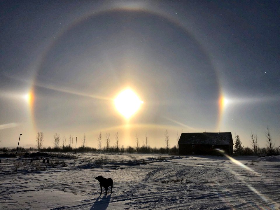 2022/365/356 One Dog Missing the Sun Dogs