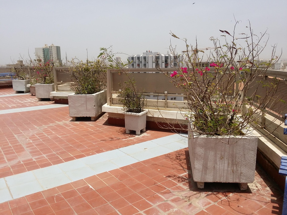 Terrace flowers pots flowers