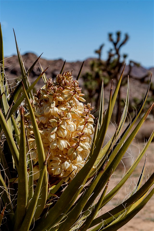 Mojave Yucca Bloom photo
