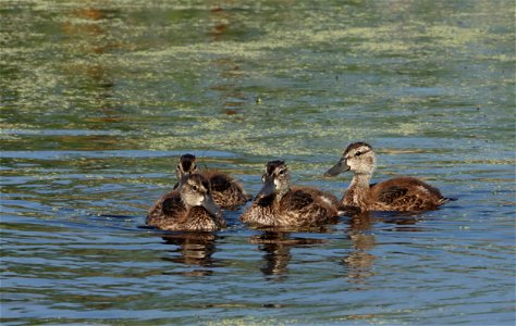 Blue-winged Teal Ducklings, Huron Wetland Management District South Dakota photo