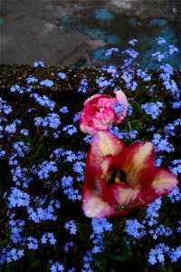 japanes_garden_rain_Herastrau (21)