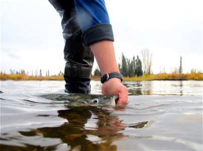 Selawik River sheefish photo