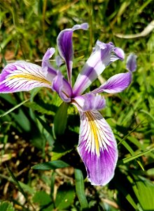 OREGON IRIS (Iris tenax) (5-31-2021) lake earl coastal lagoon trail, del norte co, ca -03