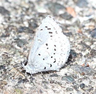 AZURE, ECHO (Celastrina echo) (03-31-2022) crescent city, del norte co, ca -01