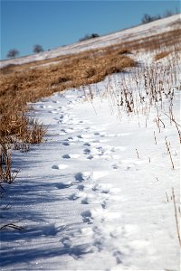 Fox Tracks in the Snow at Big Meadows