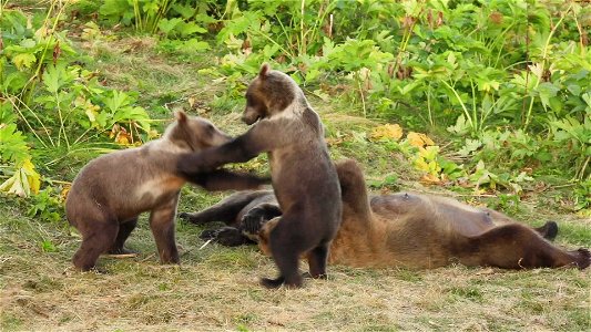 Kodiak bear family