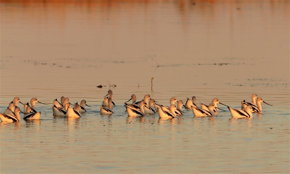 Fall Plumage American Avocets Huron Wetland Management District