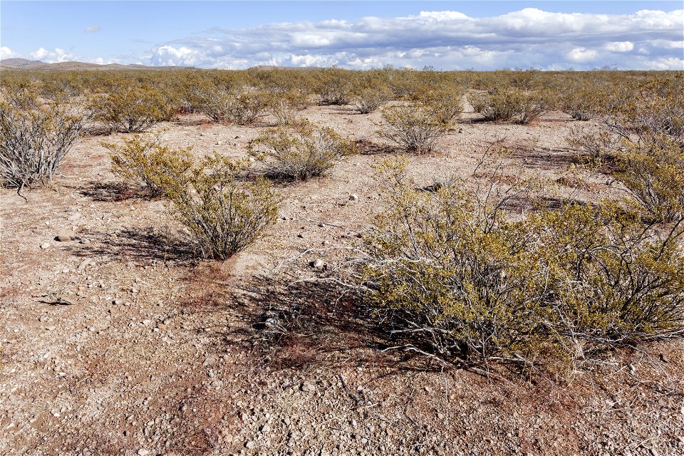 Southwest bajada of the Pyramid Mountains