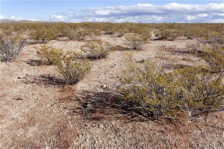 Southwest bajada of the Pyramid Mountains
