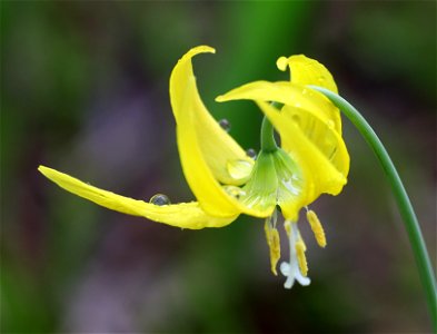 Erythronium grandiflorum (Yellow glacier lily) (07-13-2022) glacier national park, mt -03