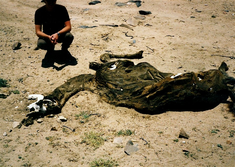 Even 'Ships of the Desert' Sink photo