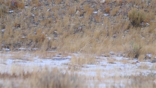 Refuge Road Wildlife Watching photo